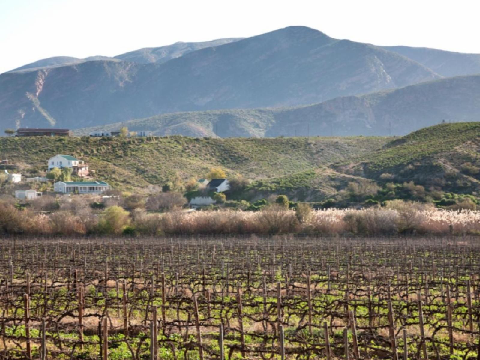 The Queen Of Calitzdorp Calitzdorp Western Cape South Africa Field, Nature, Agriculture