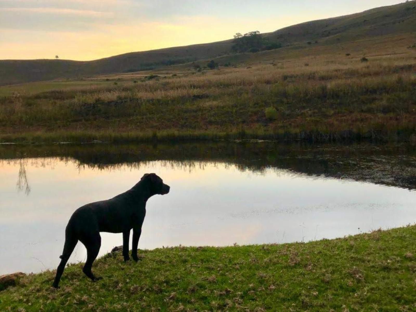 The Red Barn Dullstroom, Dog, Mammal, Animal, Pet