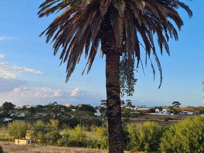 The Restio Country Guesthouse Napier Western Cape South Africa Palm Tree, Plant, Nature, Wood