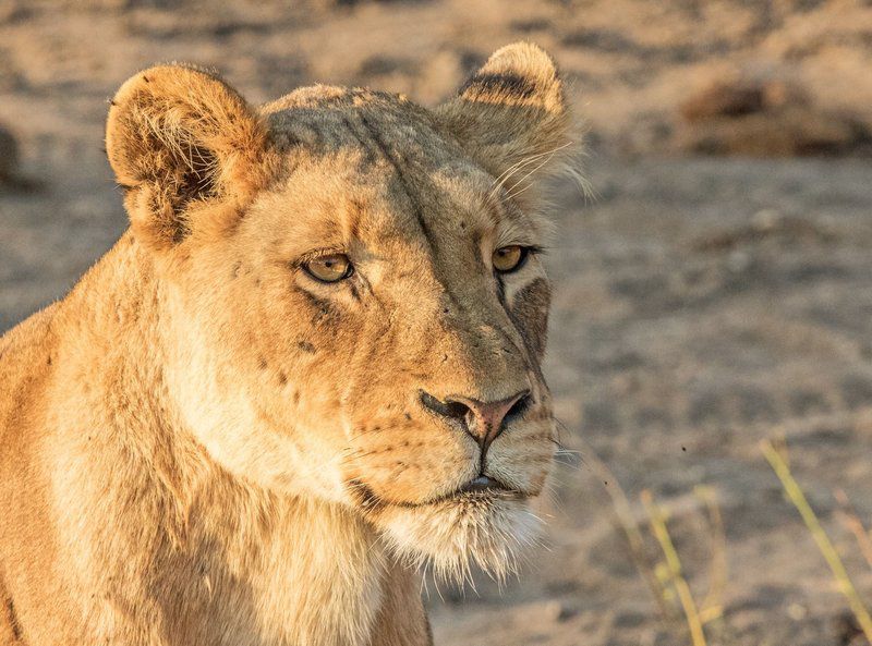 The River Lodge Thornybush Game Reserve Mpumalanga South Africa Sepia Tones, Lion, Mammal, Animal, Big Cat, Predator