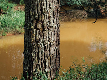 The River Wellness And Spa At Zwakala River Retreat Haenertsburg Limpopo Province South Africa Forest, Nature, Plant, Tree, Wood, River, Waters