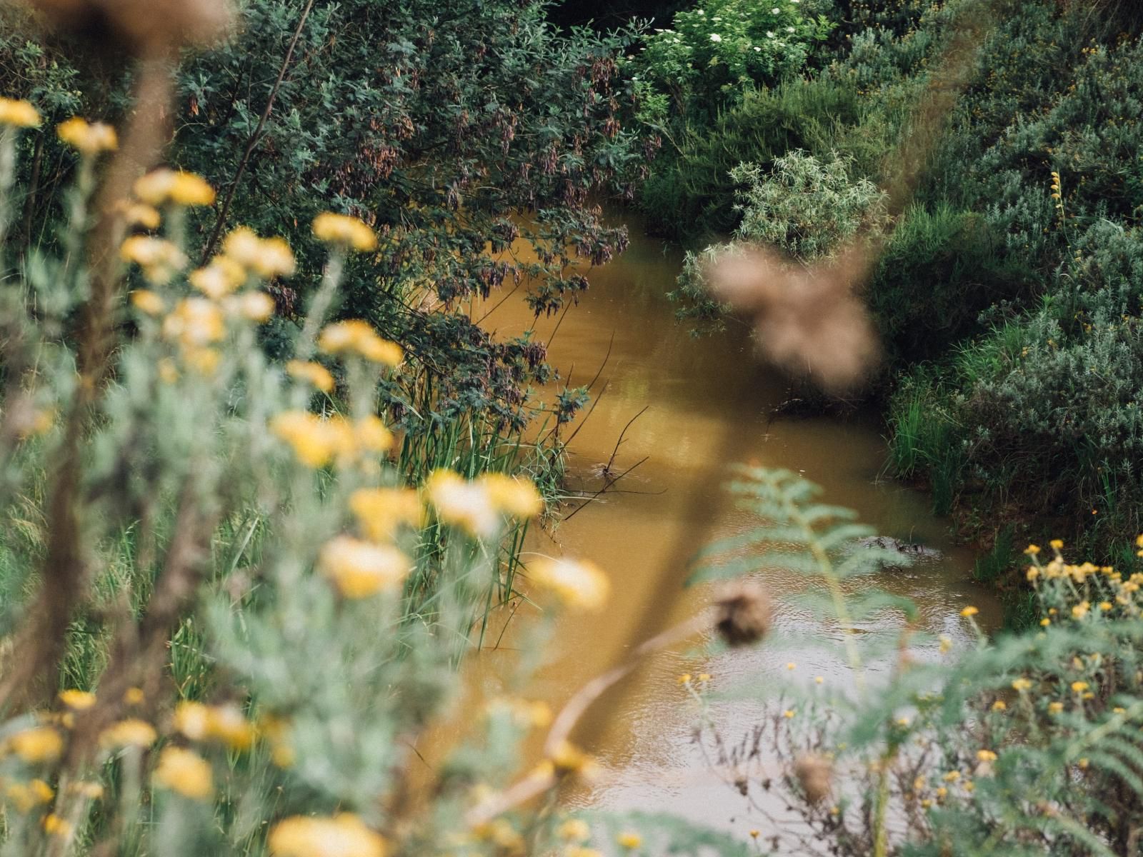 The River Wellness And Spa At Zwakala River Retreat Haenertsburg Limpopo Province South Africa Plant, Nature, River, Waters, Garden