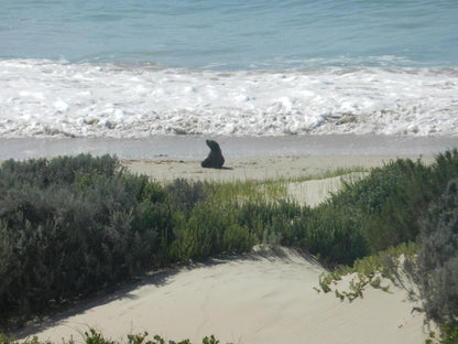 The Sparrow S Nest Beach Cottage Aston Bay Jeffreys Bay Eastern Cape South Africa Beach, Nature, Sand, Animal