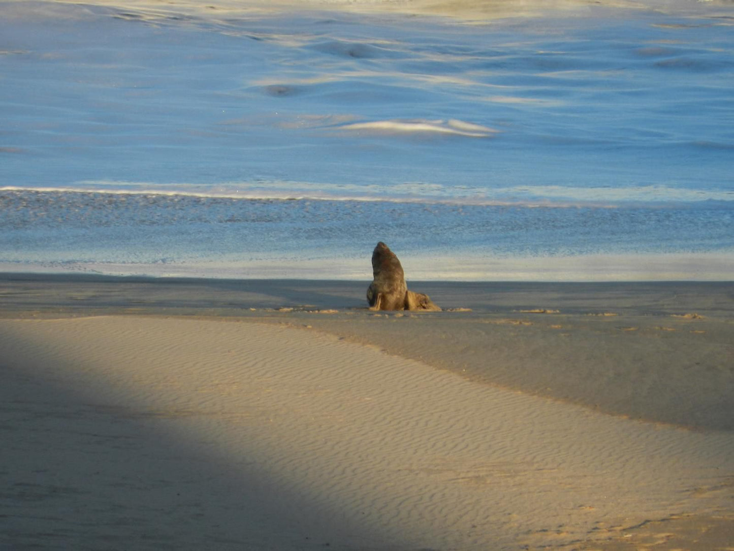 The Sparrow S Nest Beach Cottage Aston Bay Jeffreys Bay Eastern Cape South Africa Beach, Nature, Sand, Animal, Desert