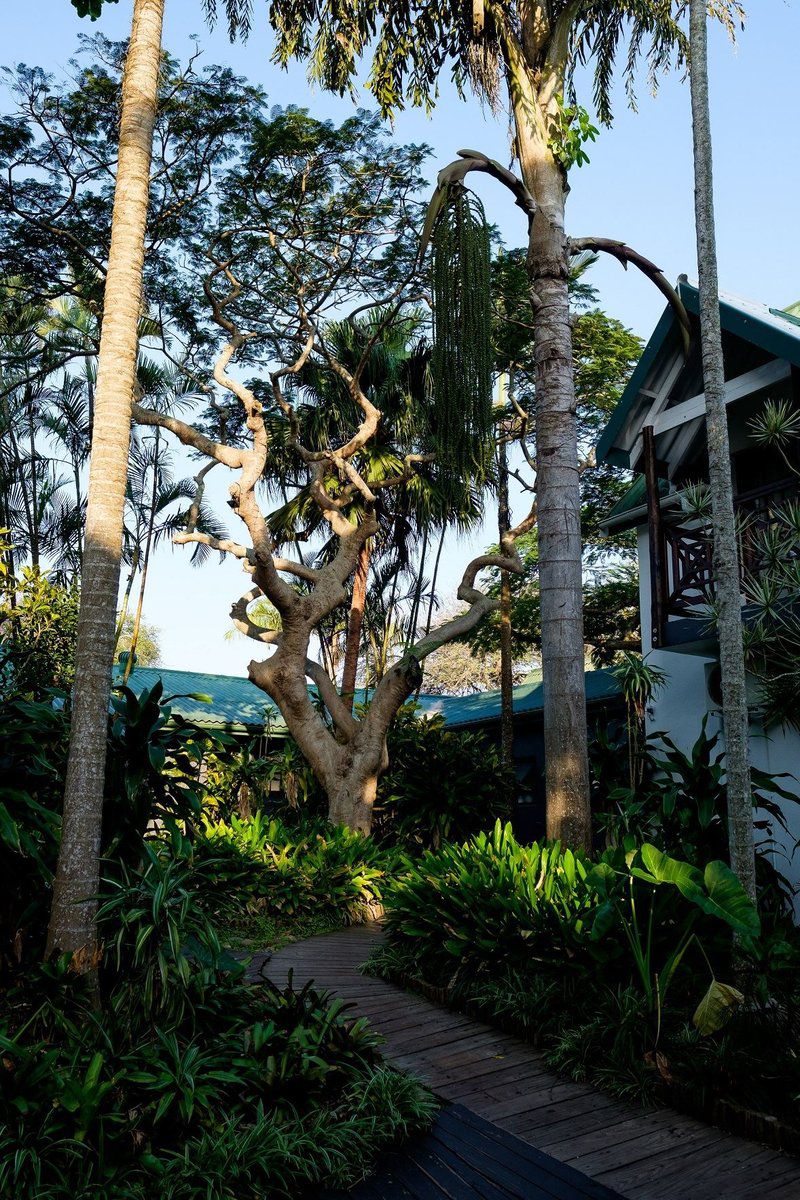 The St Lucia Eco Lodge St Lucia Kwazulu Natal South Africa 1 Palm Tree, Plant, Nature, Wood, Tree