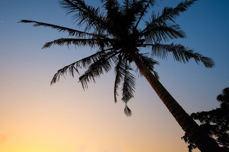 The St Lucia Eco Lodge St Lucia Kwazulu Natal South Africa 1 Palm Tree, Plant, Nature, Wood, Silhouette, Sunset, Sky