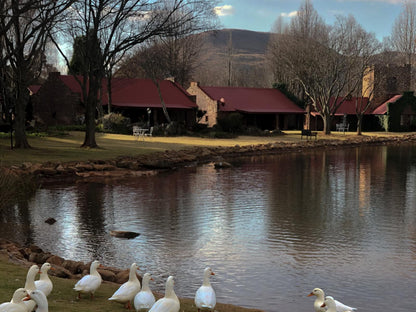 The Stables At Critchley Dullstroom Mpumalanga South Africa Bird, Animal