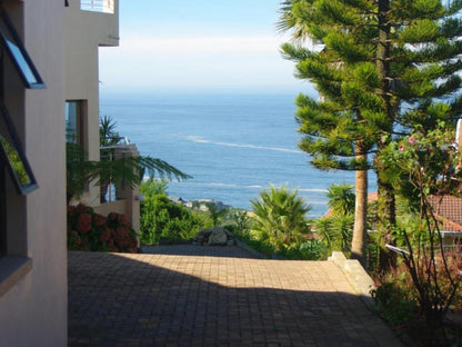 The Third Dolphin Herolds Bay Western Cape South Africa Complementary Colors, Beach, Nature, Sand, Palm Tree, Plant, Wood, Garden