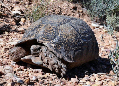The Travelling Tortoise De Rust Western Cape South Africa Reptile, Animal, Turtle