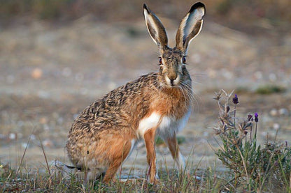 The Travelling Tortoise De Rust Western Cape South Africa Rabbit, Mammal, Animal, Herbivore, Pet, Rodent