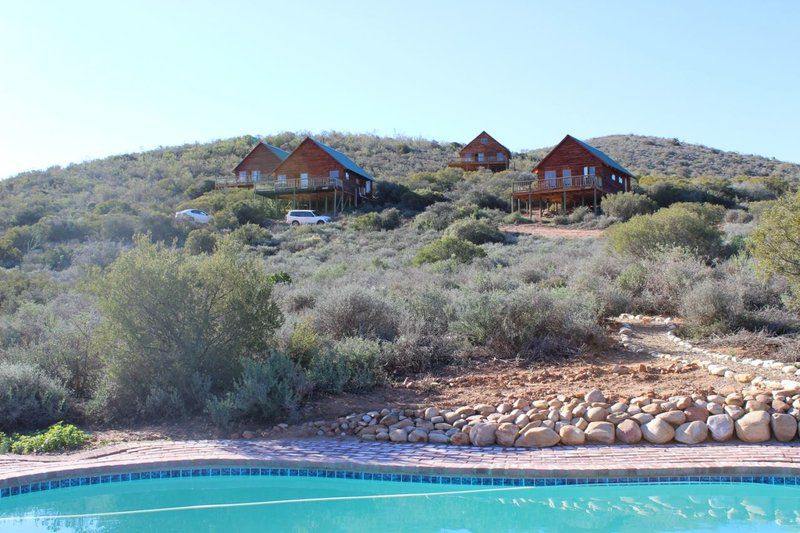 The Travelling Tortoise De Rust Western Cape South Africa Cactus, Plant, Nature, Swimming Pool