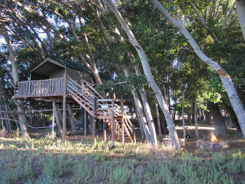 The Treehouse Carnarvon Northern Cape South Africa Cabin, Building, Architecture, Tree, Plant, Nature, Wood
