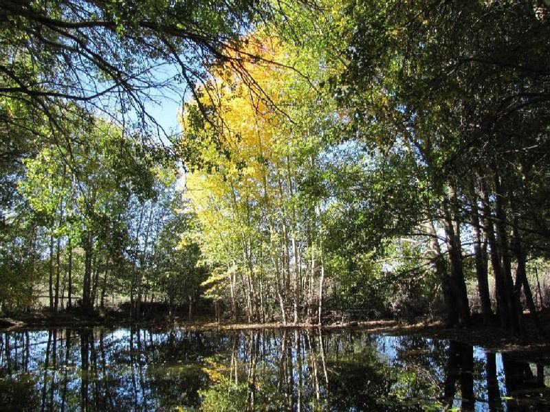 The Treehouse Carnarvon Northern Cape South Africa Forest, Nature, Plant, Tree, Wood, River, Waters