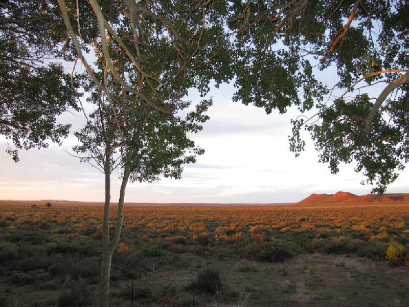 The Treehouse Carnarvon Northern Cape South Africa Tree, Plant, Nature, Wood, Desert, Sand, Lowland