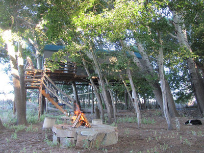 The Treehouse Carnarvon Northern Cape South Africa Fire, Nature, Tree, Plant, Wood