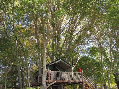 The Treehouse Carnarvon Northern Cape South Africa Plant, Nature, Tree, Wood