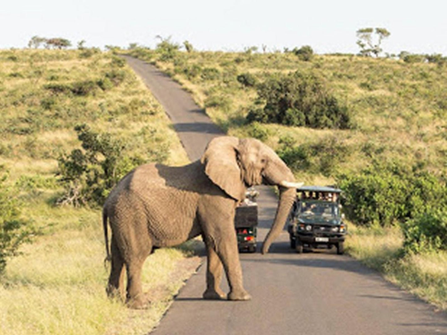 The Village Grove Richards Bay Kwazulu Natal South Africa Elephant, Mammal, Animal, Herbivore