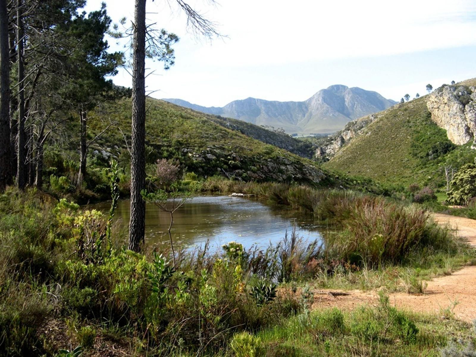 The Volmoed Trust, Forest, Nature, Plant, Tree, Wood, Mountain, River, Waters, Highland