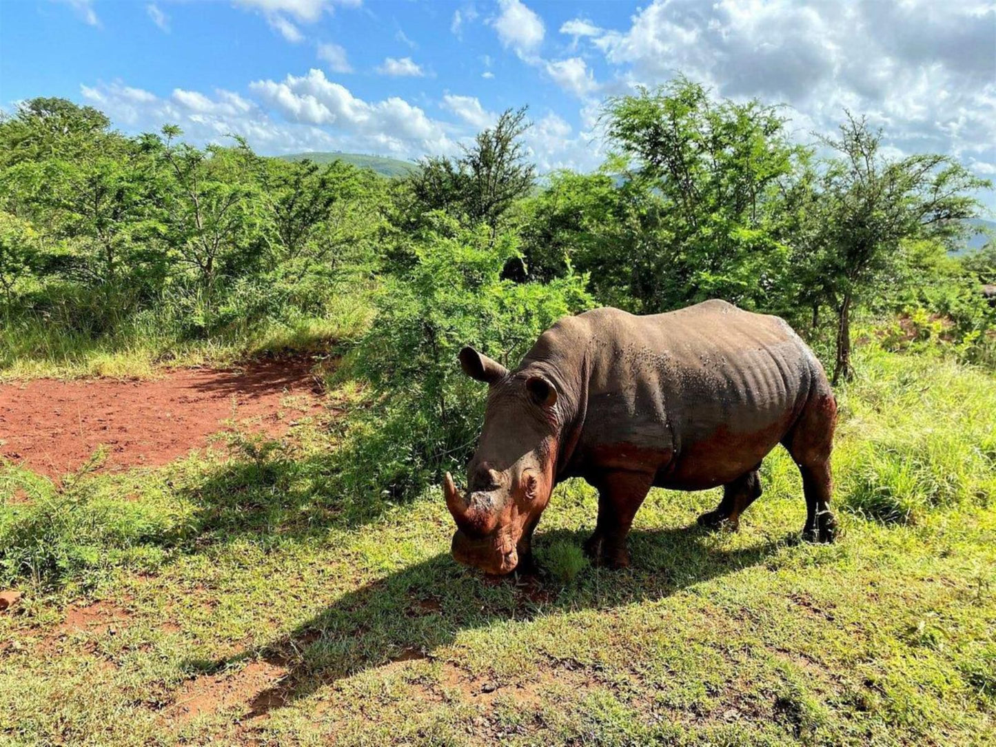 The Wilds Guest House Hluhluwe Kwazulu Natal South Africa Complementary Colors, Rhino, Mammal, Animal, Herbivore