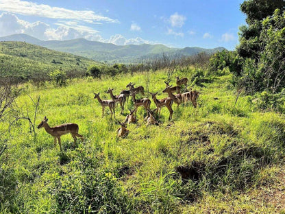 The Wilds Guest House Hluhluwe Kwazulu Natal South Africa Deer, Mammal, Animal, Herbivore