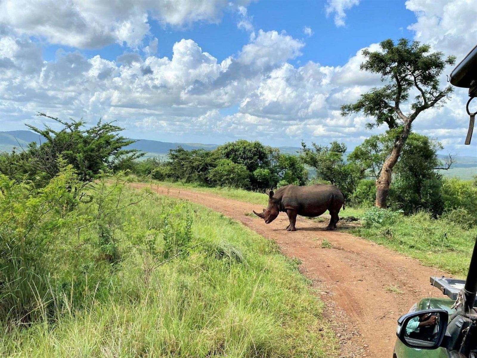 The Wilds Guest House Hluhluwe Kwazulu Natal South Africa Complementary Colors, Elephant, Mammal, Animal, Herbivore, Forest, Nature, Plant, Tree, Wood, Rhino