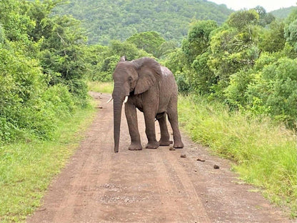 The Wilds Guest House Hluhluwe Kwazulu Natal South Africa Elephant, Mammal, Animal, Herbivore