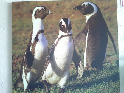 The Beach House Bettys Bay Western Cape South Africa Penguin, Bird, Animal