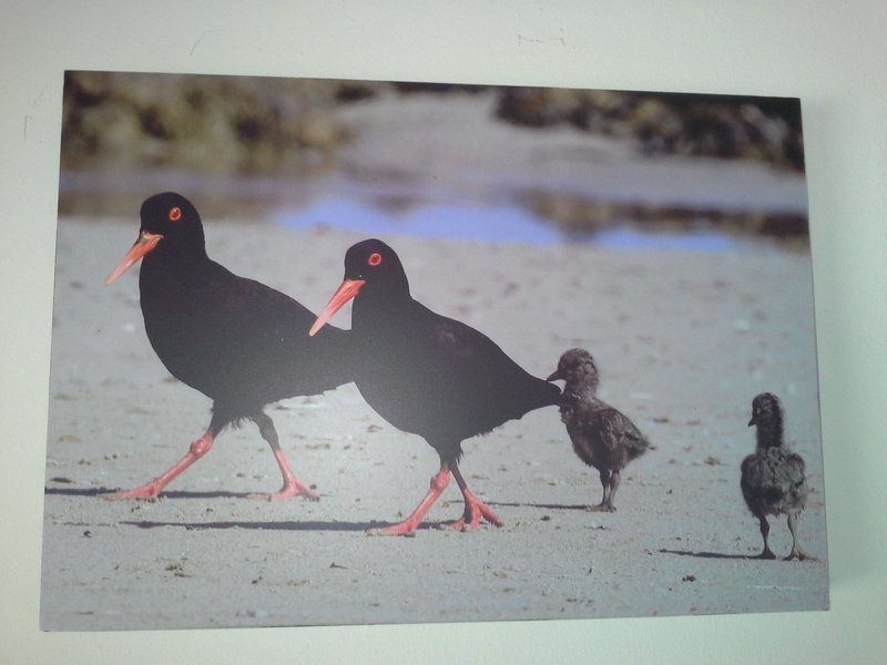 The Beach House Bettys Bay Western Cape South Africa Unsaturated, Bird, Animal