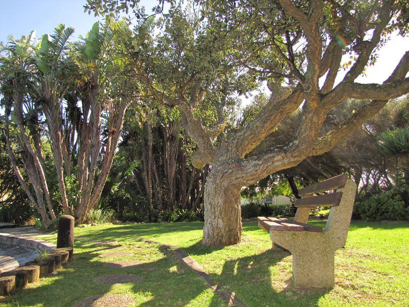 The Beach Room Milnerton Woodbridge Island Cape Town Western Cape South Africa Plant, Nature, Tree, Wood