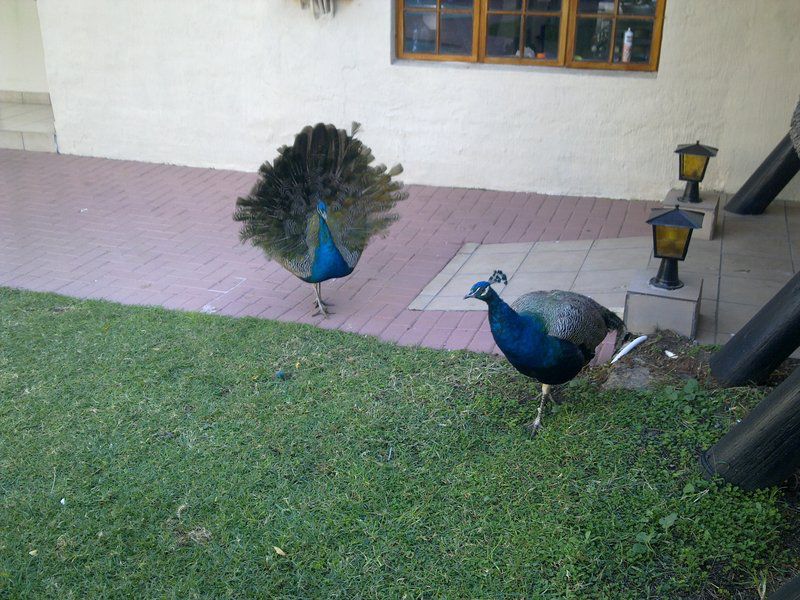 The Boulders Lodge Halfway House Johannesburg Gauteng South Africa Peafowl, Bird, Animal