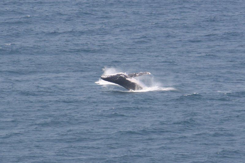 The Bridgewing Brighton Beach Durban Kwazulu Natal South Africa Whale, Marine Animal, Animal, Ocean, Nature, Waters