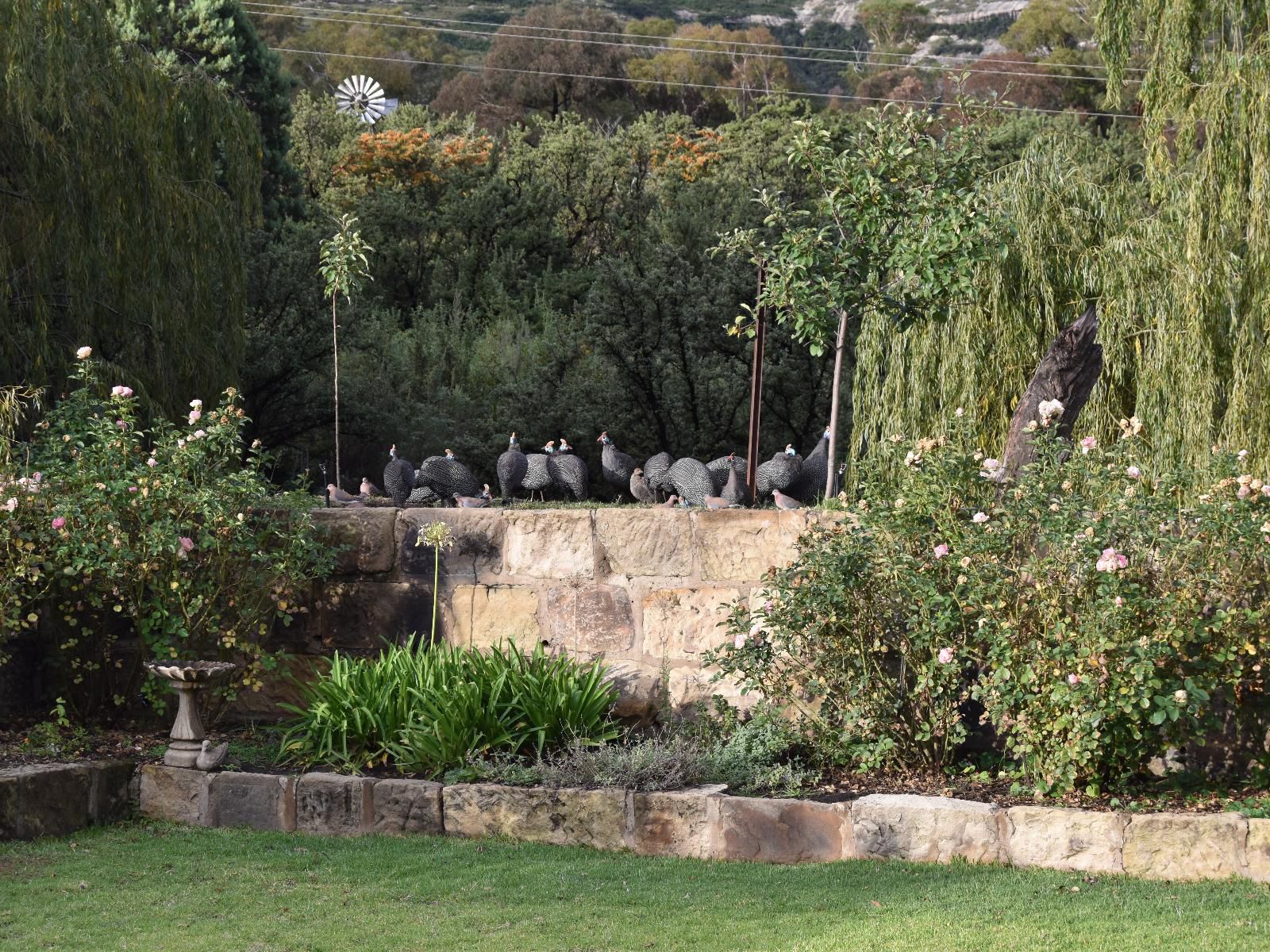 The Clarens Country House Clarens Free State South Africa Bird, Animal, Garden, Nature, Plant