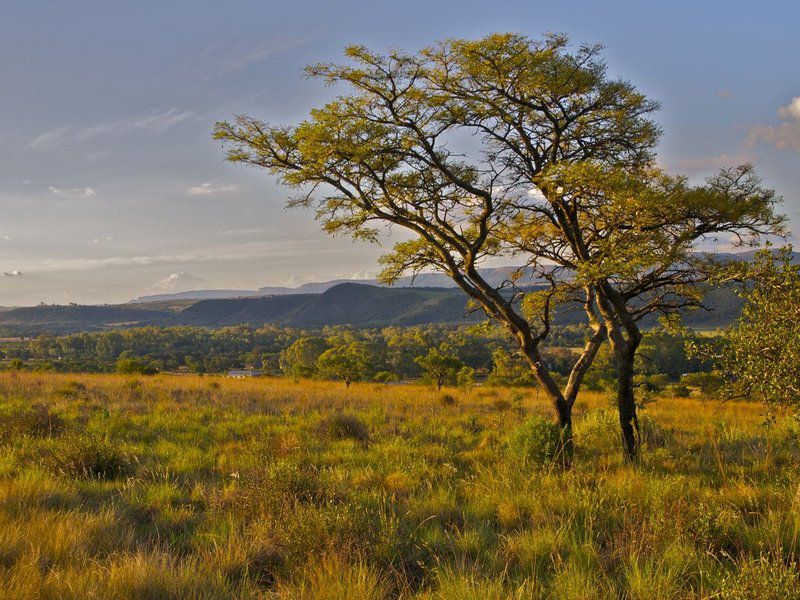 The Elements Magaliesburg Gauteng South Africa Tree, Plant, Nature, Wood, Lowland