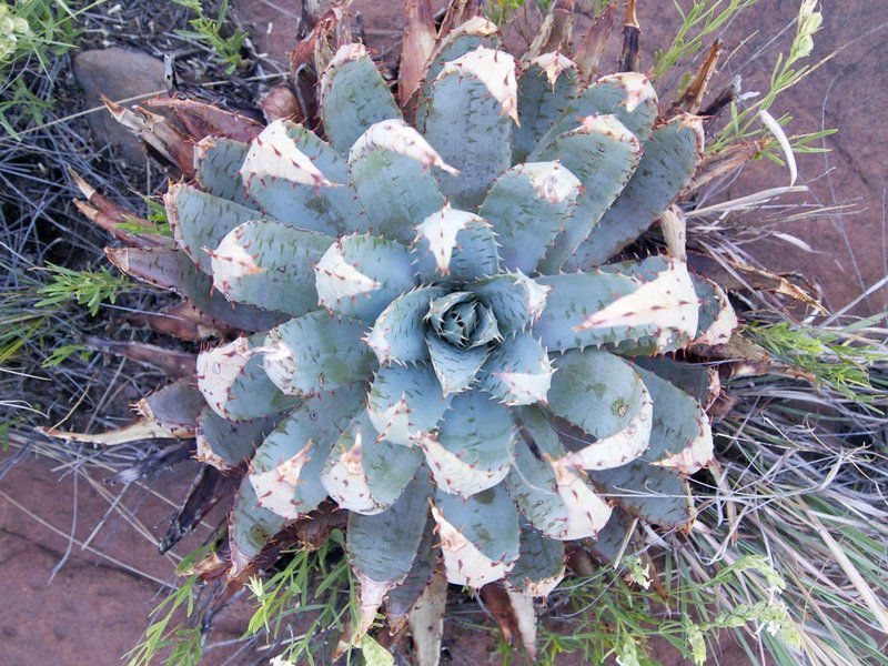 The Elements Magaliesburg Gauteng South Africa Cactus, Plant, Nature