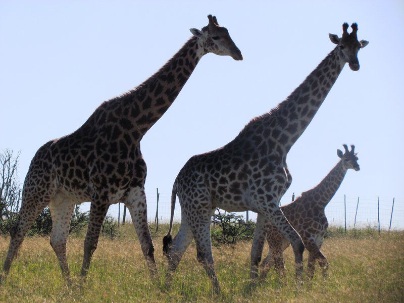 The Farm Bathurst Bathurst Eastern Cape South Africa Animal