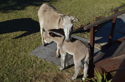 The Farm Bathurst Bathurst Eastern Cape South Africa Goat, Mammal, Animal, Herbivore