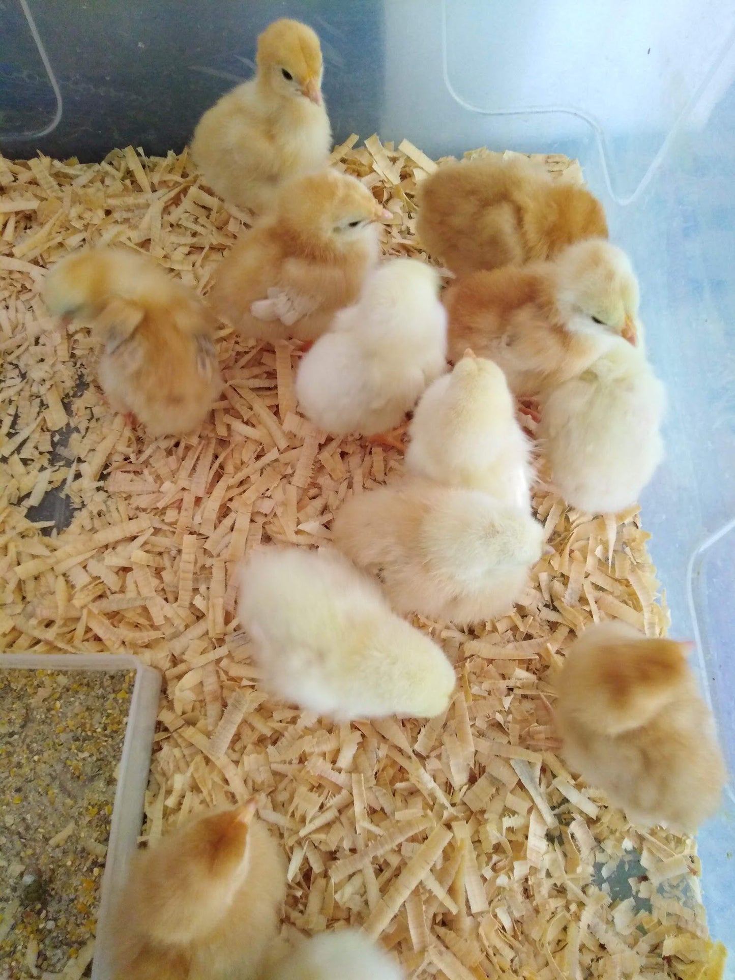 The Farm House Hartebeestfontein Magaliesburg Gauteng South Africa Chicken, Bird, Animal, Agriculture, Farm Animal