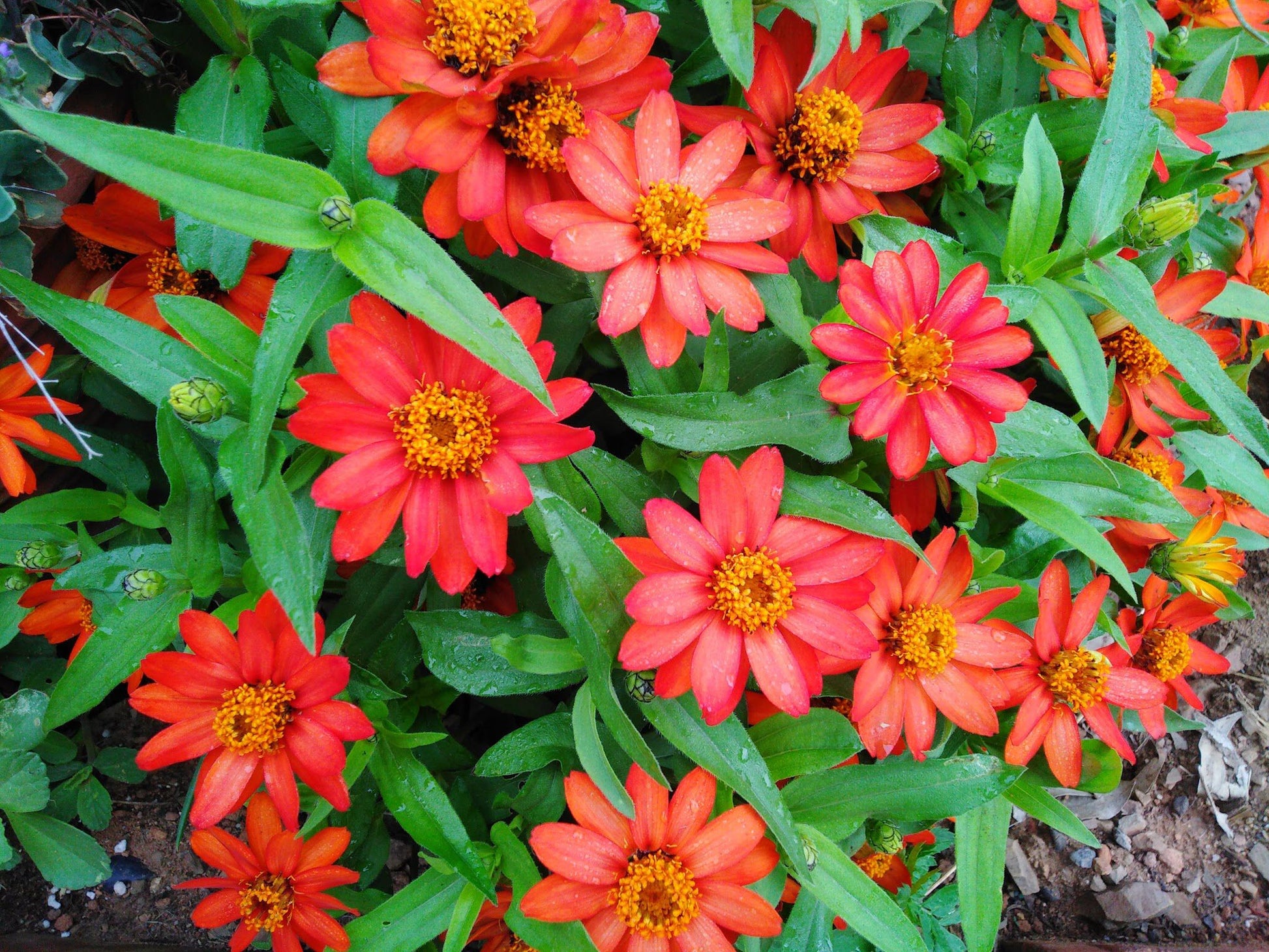 The Farm House Hartebeestfontein Magaliesburg Gauteng South Africa Complementary Colors, Daisy, Flower, Plant, Nature, Garden