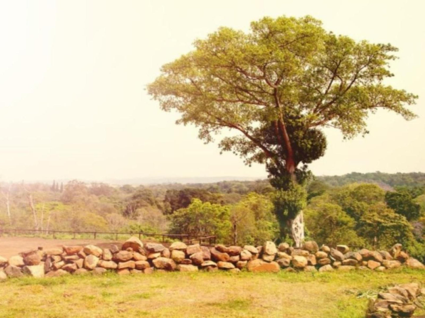 The George Hotel Eshowe Kwazulu Natal South Africa Sepia Tones, Tree, Plant, Nature, Wood