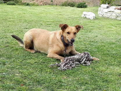 The Goat Shed Napier Western Cape South Africa Dog, Mammal, Animal, Pet