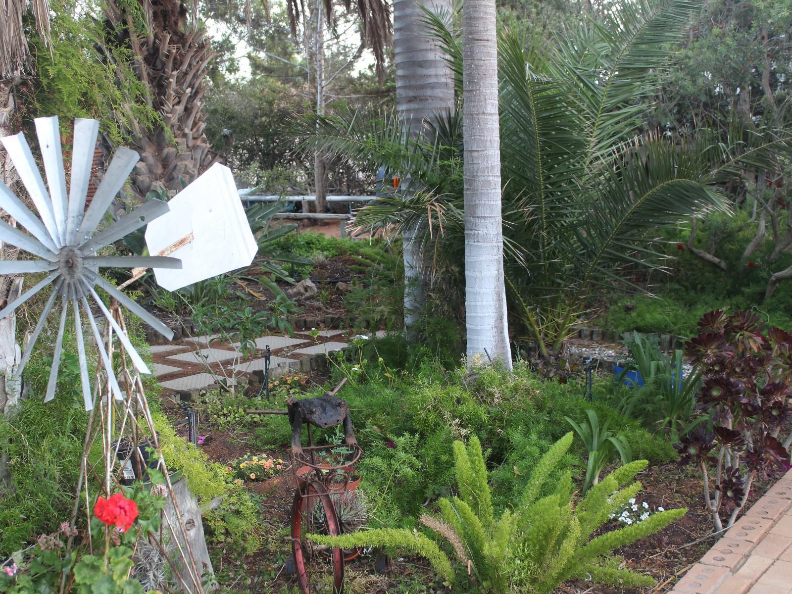 The Golden Grape Bed And Breakfast Lutzville Western Cape South Africa Palm Tree, Plant, Nature, Wood, Text, Garden