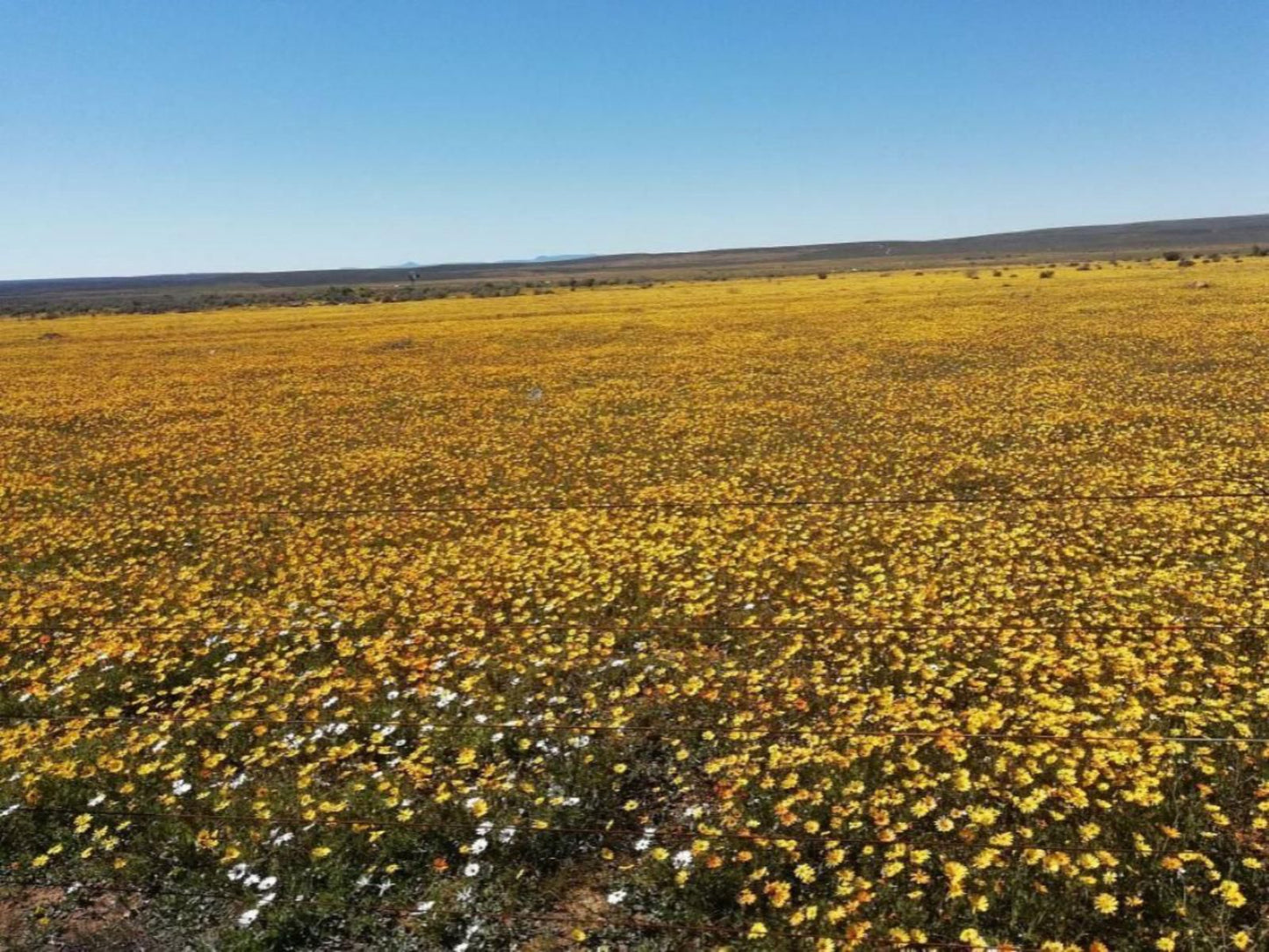 The Golden Grape Bed And Breakfast Lutzville Western Cape South Africa Complementary Colors, Colorful, Field, Nature, Agriculture, Plant, Lowland