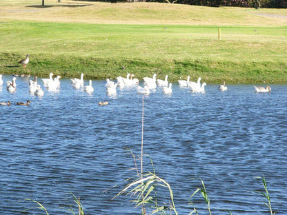 The Greens Lodge Parow Cape Town Western Cape South Africa Complementary Colors, Bird, Animal