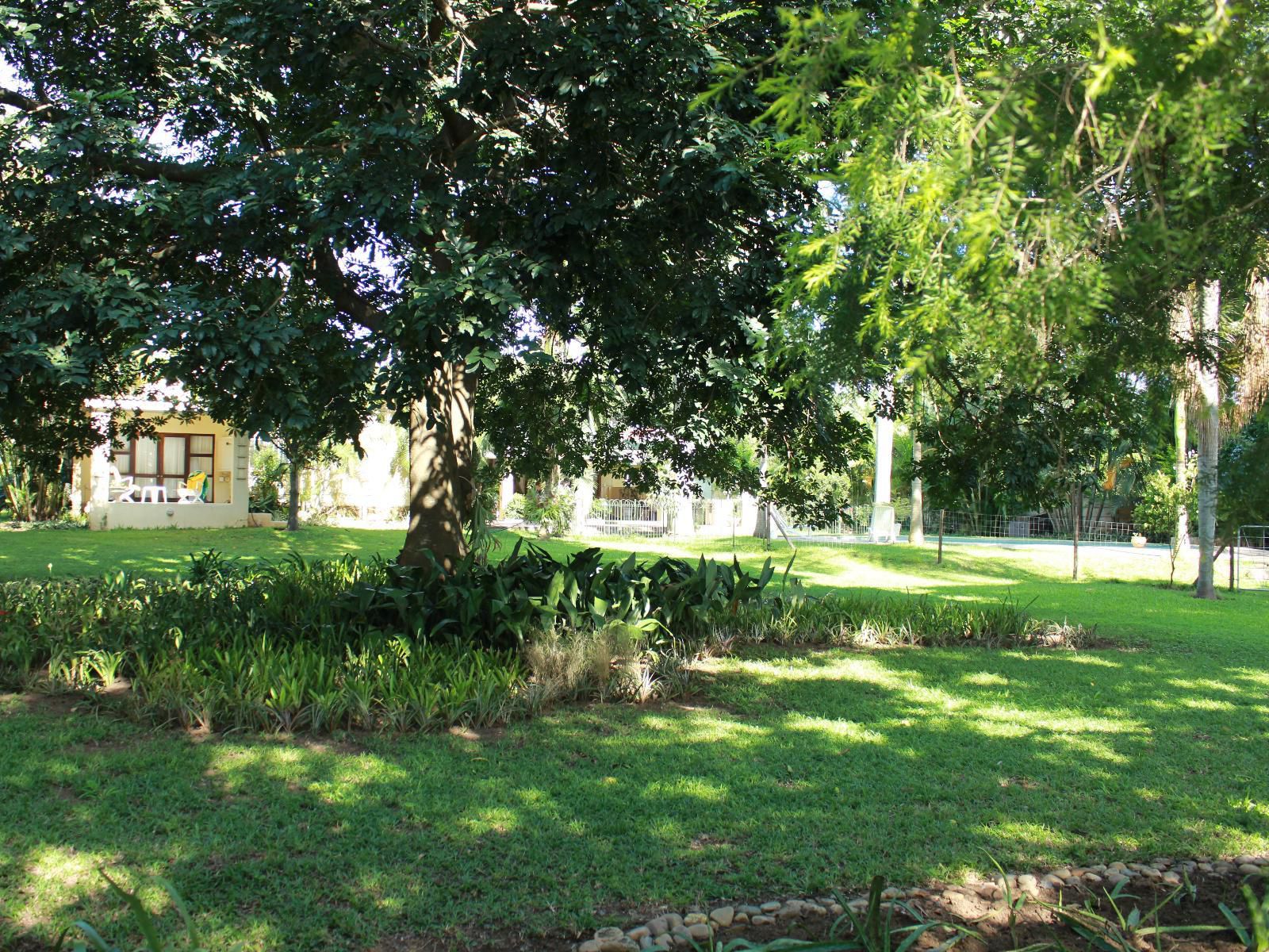 The Guest House Pongola Pongola Kwazulu Natal South Africa Palm Tree, Plant, Nature, Wood, Tree