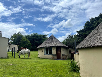 The Haven Hotel Cwebe Dwesa Eastern Cape South Africa Complementary Colors, Horse, Mammal, Animal, Herbivore