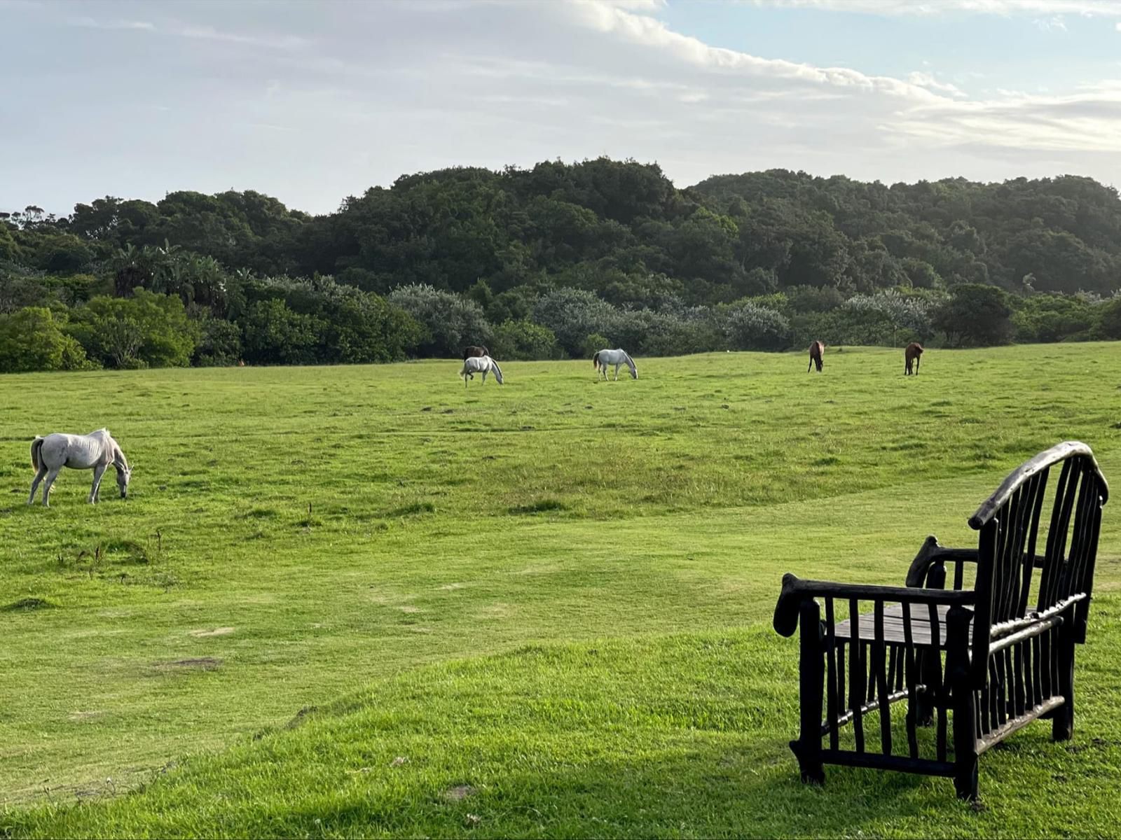 The Haven Hotel Cwebe Dwesa Eastern Cape South Africa Ball Game, Sport