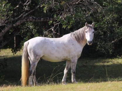 The Haven Hotel Cwebe Dwesa Eastern Cape South Africa Horse, Mammal, Animal, Herbivore