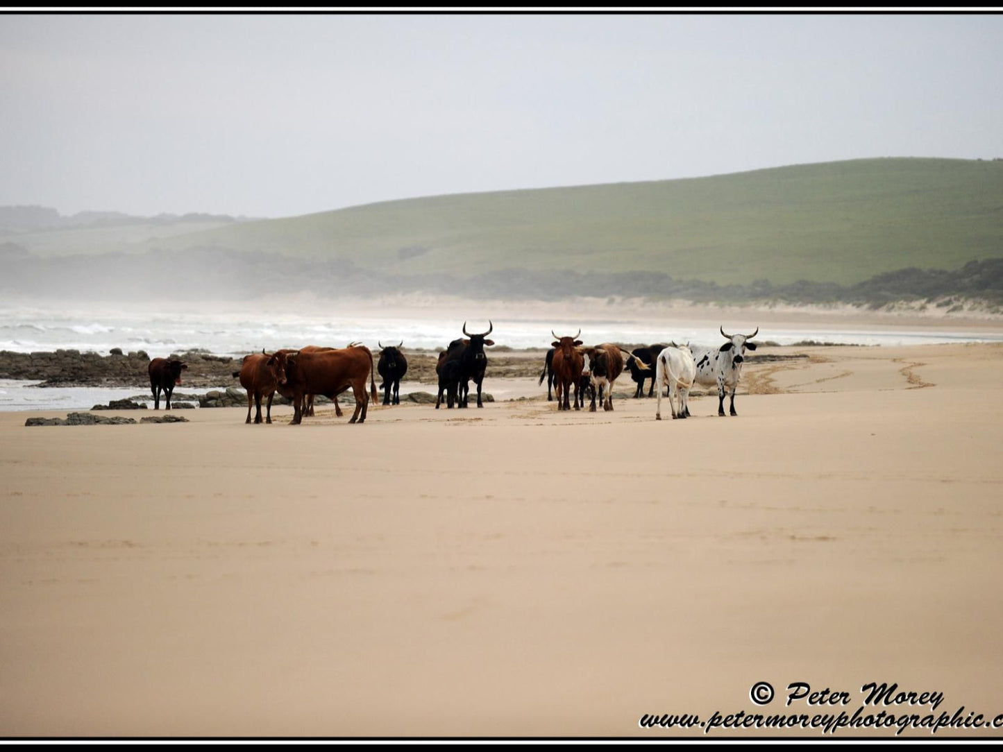 The Haven Hotel Cwebe Dwesa Eastern Cape South Africa Cow, Mammal, Animal, Agriculture, Farm Animal, Herbivore, Beach, Nature, Sand, Ocean, Waters