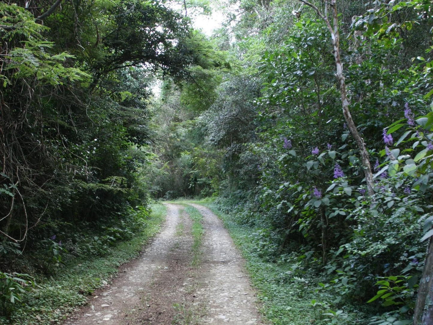 The Haven Hotel Cwebe Dwesa Eastern Cape South Africa Forest, Nature, Plant, Tree, Wood