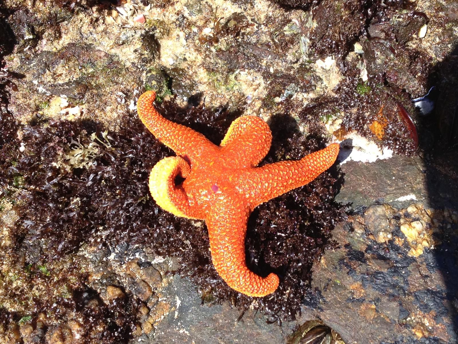 The Herolds Bay 204 Herolds Bay Western Cape South Africa Starfish, Marine Animal, Animal